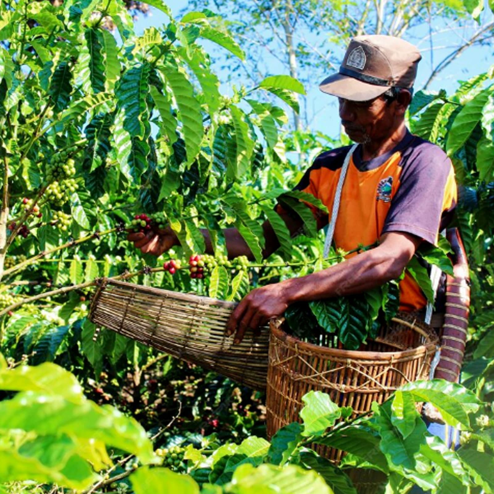 Farm Truck origin sourcing operations